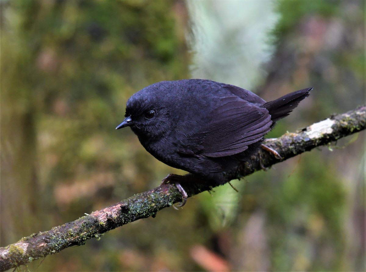 Blackish Tapaculo - Dario Hipo