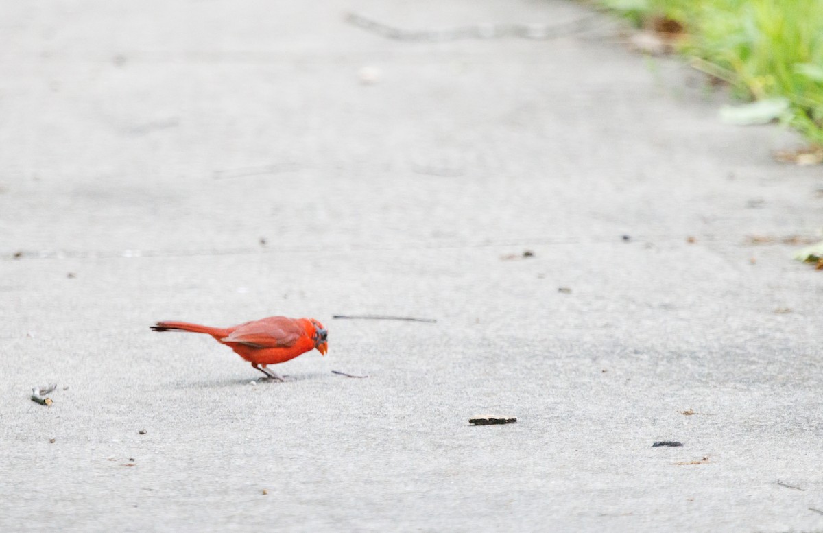 Cardinal rouge - ML454296191