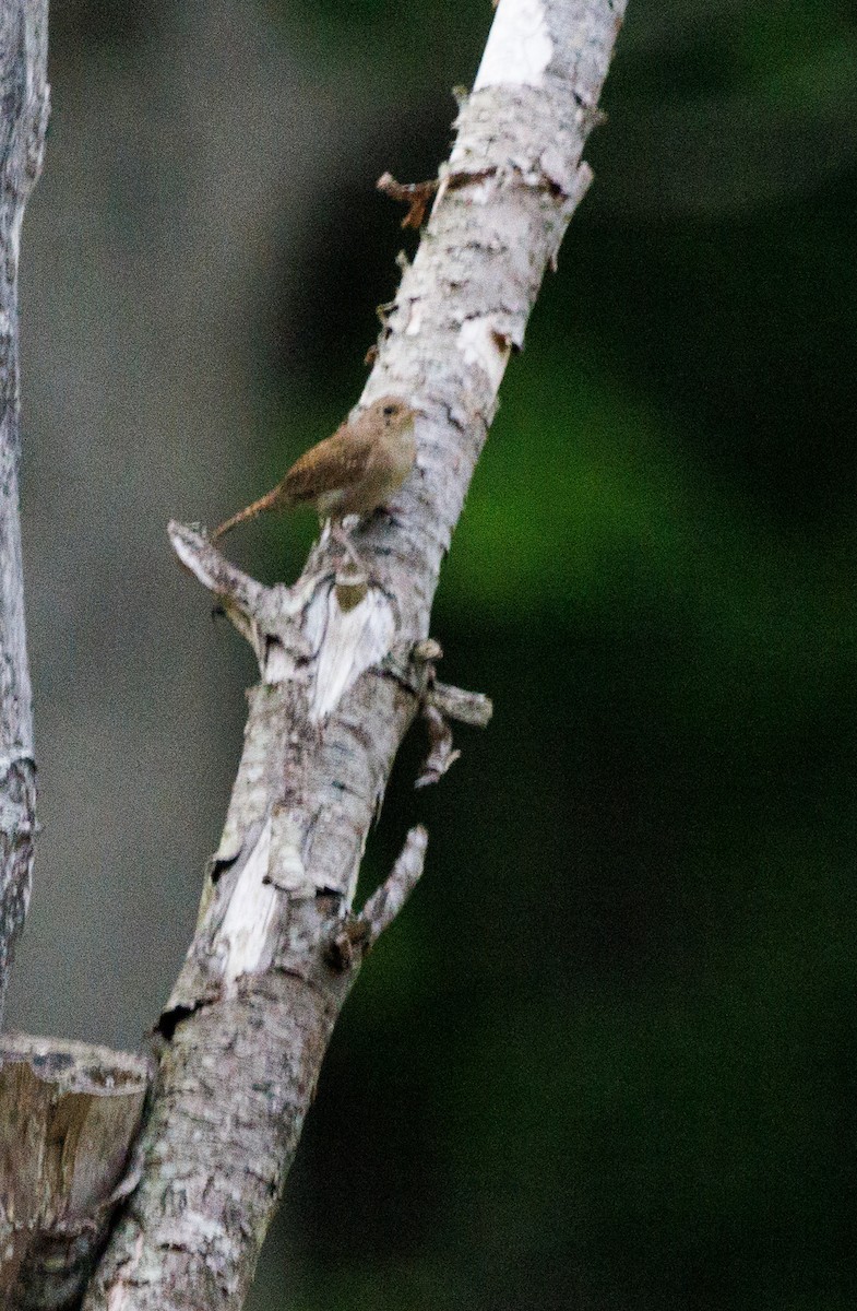 House Wren - ML454296261