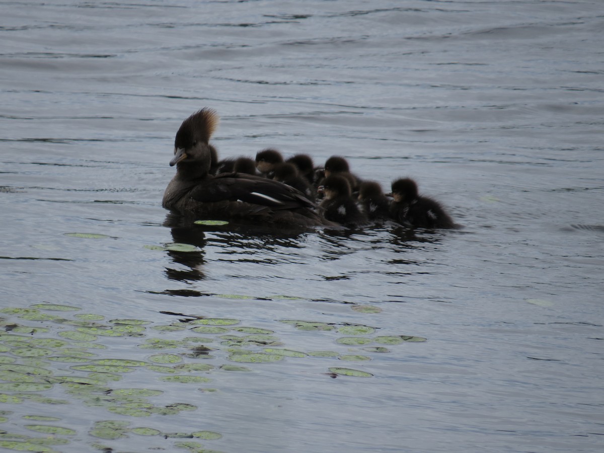 Hooded Merganser - ML454296361