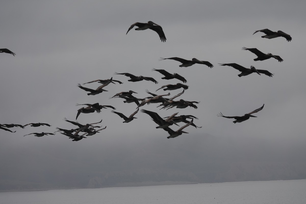 Brown Pelican - ML454296381