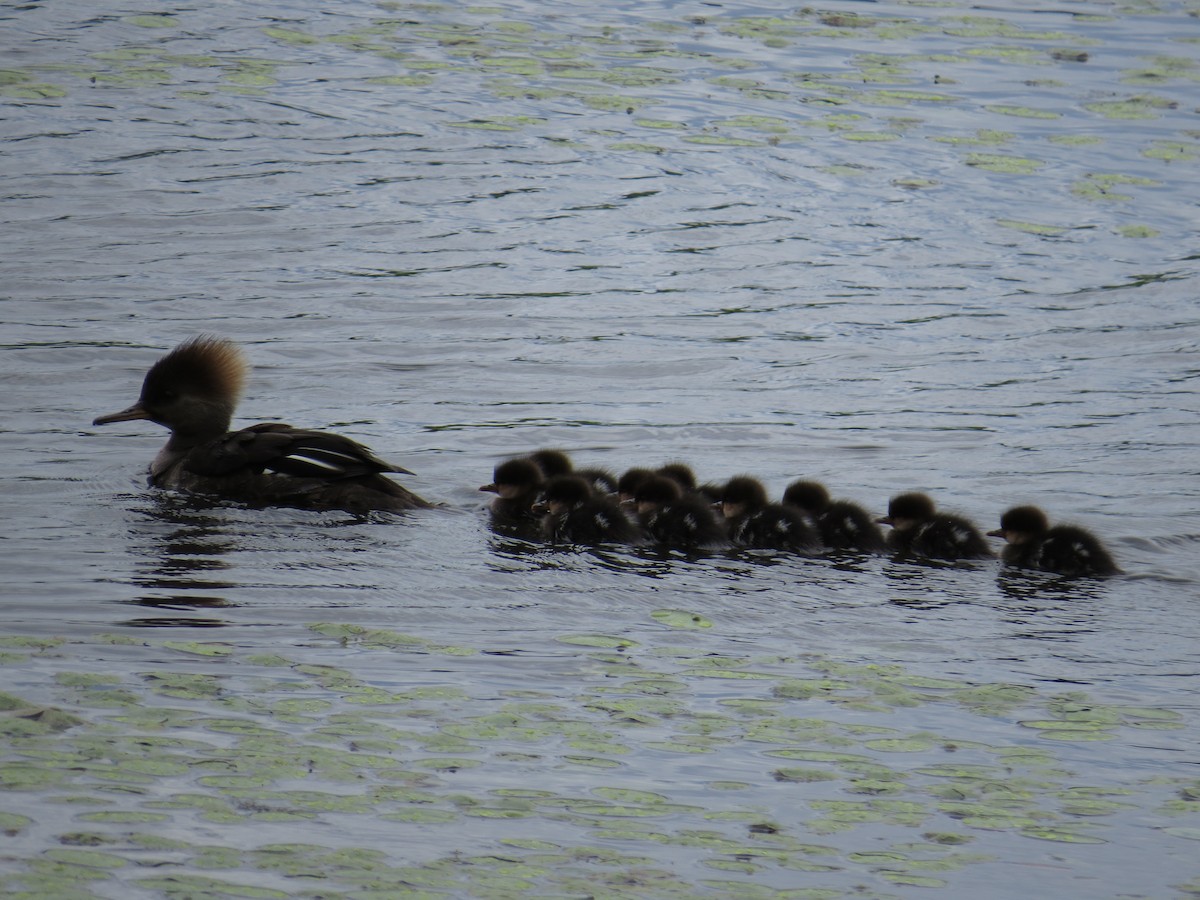 Hooded Merganser - ML454296461