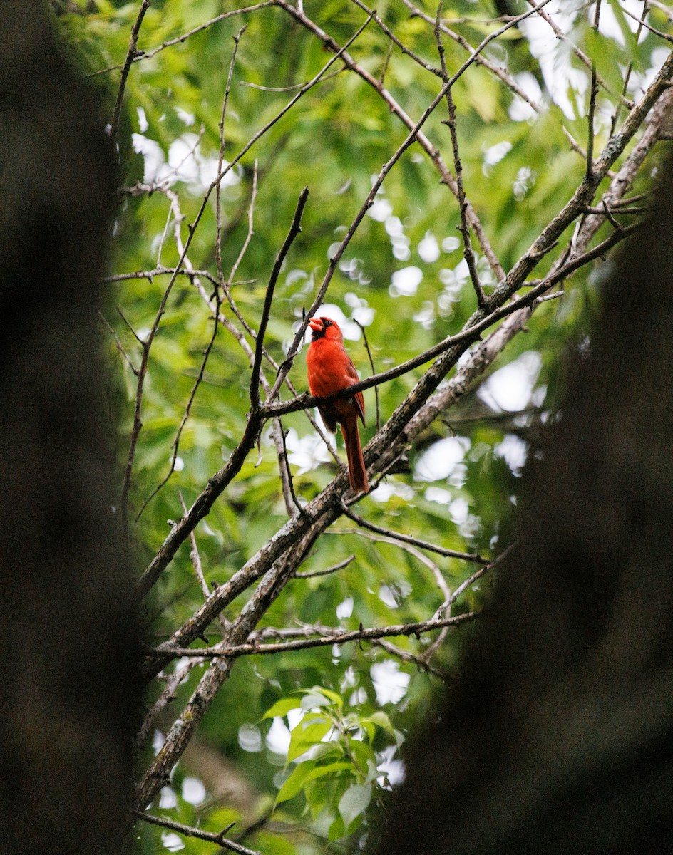 Northern Cardinal - ML454296481