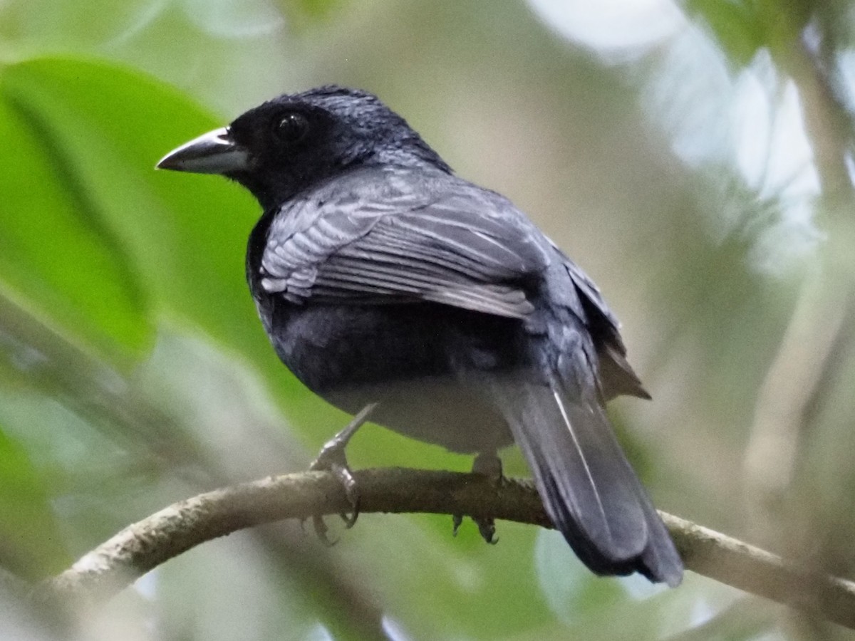 White-lined Tanager - ML454297561