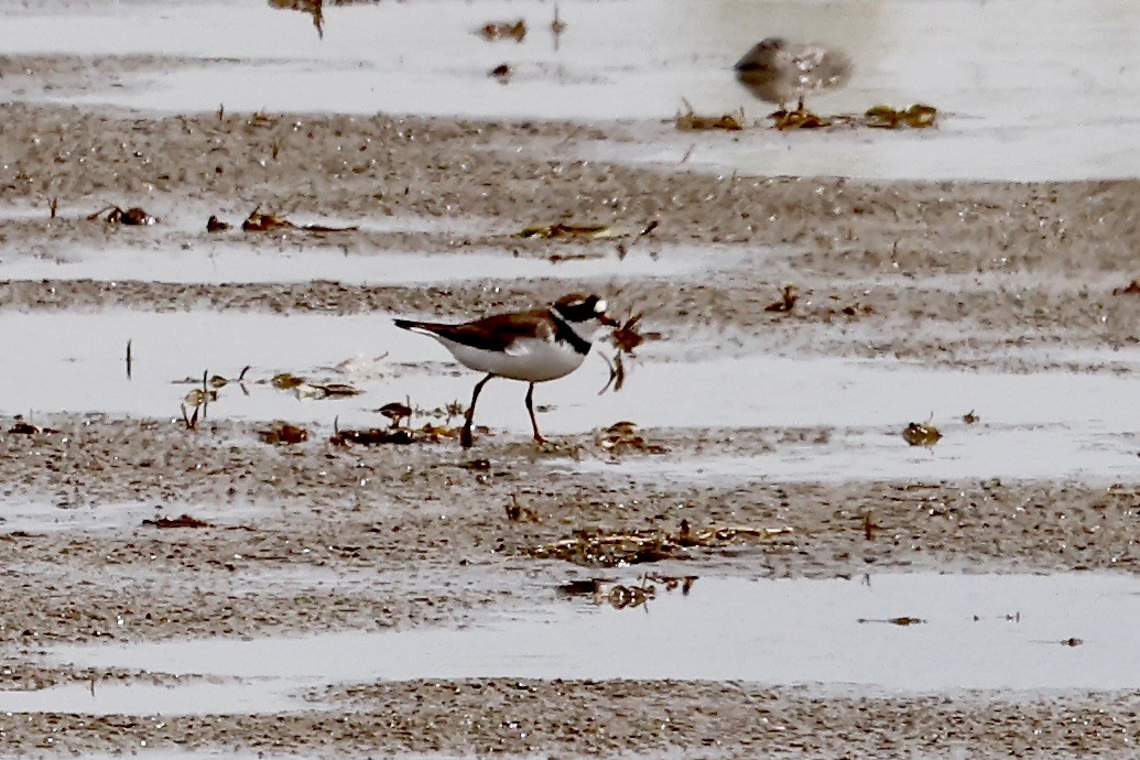 Semipalmated Plover - ML454298131