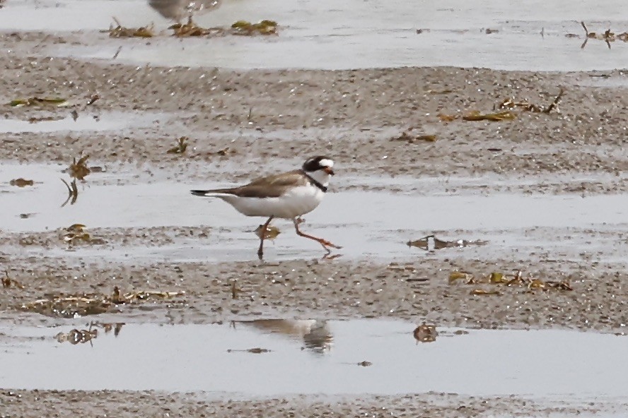 Semipalmated Plover - ML454298141