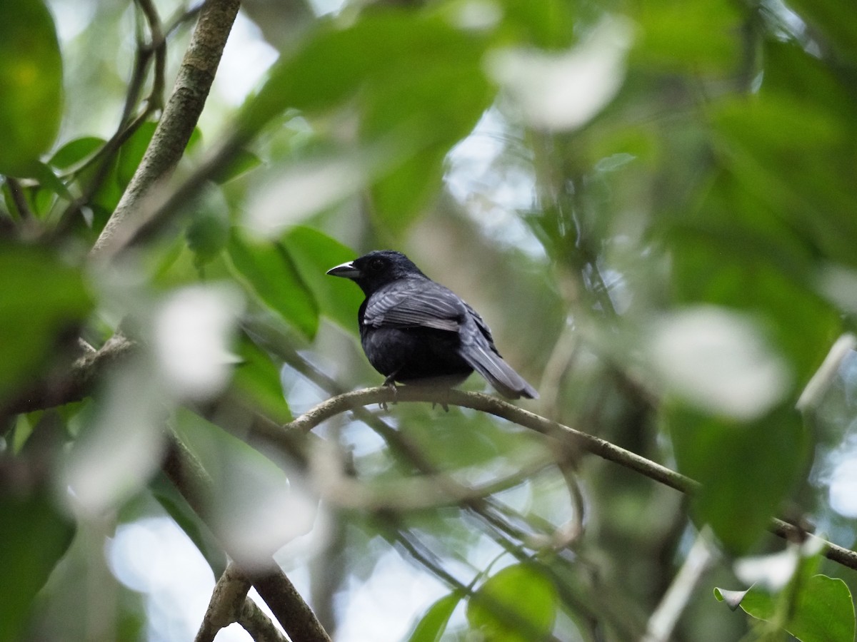 White-lined Tanager - ML454298281