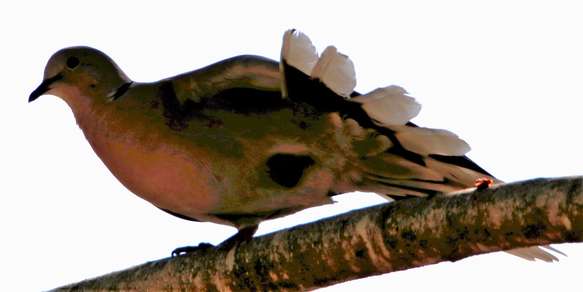 Eurasian Collared-Dove - Barry Spolter
