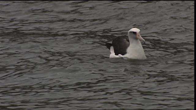 Laysan Albatross - ML454299