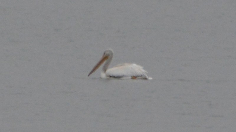 American White Pelican - ML45429911