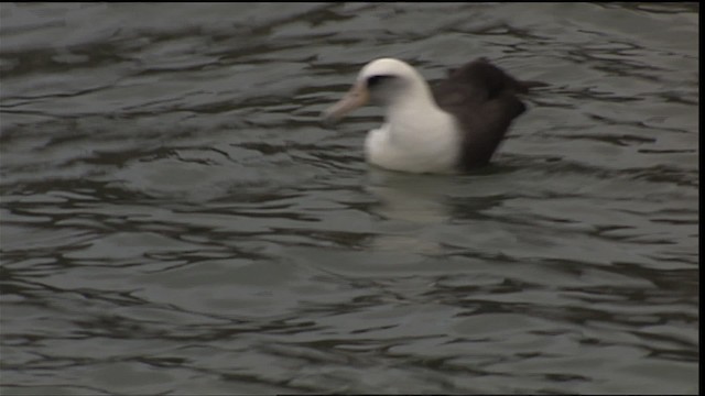 Laysan Albatross - ML454300