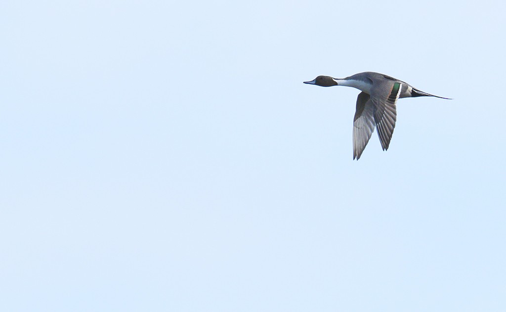 Northern Pintail - ML45430071