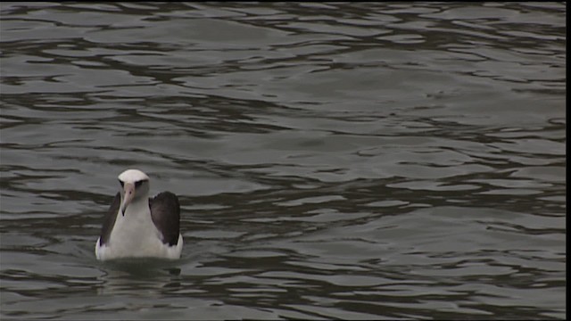 Laysan Albatrosu - ML454301