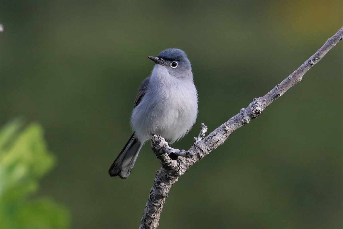 Blue-gray Gnatcatcher (obscura Group) - ML454301411