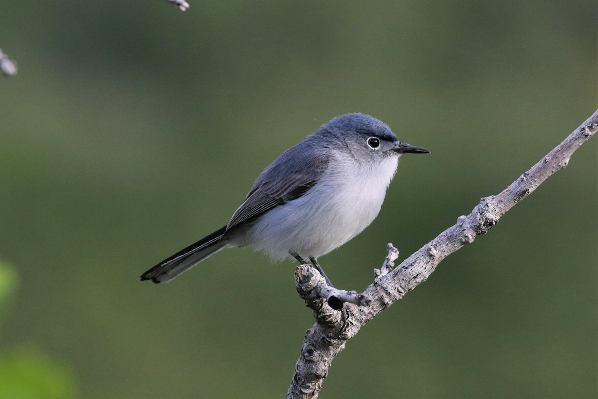 Gobemoucheron gris-bleu (groupe obscura) - ML454301421