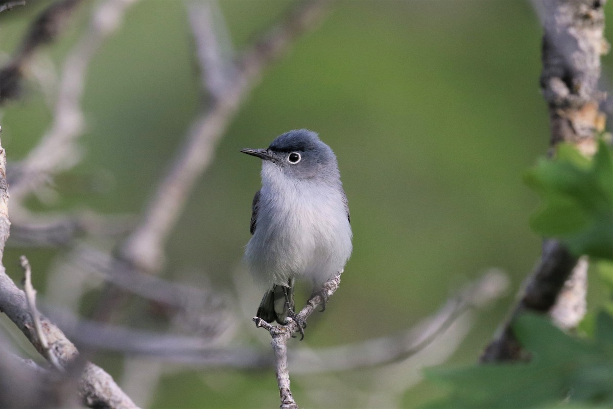 Blue-gray Gnatcatcher (obscura Group) - ML454301471