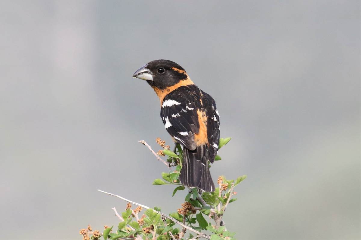 Black-headed Grosbeak - ML454301501