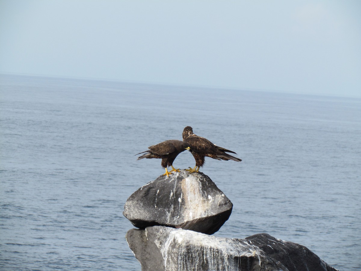 Galapagos Hawk - ML45430171