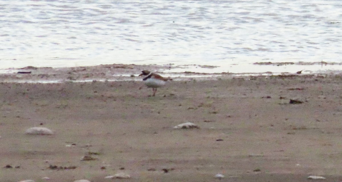 Semipalmated Plover - ML454303351