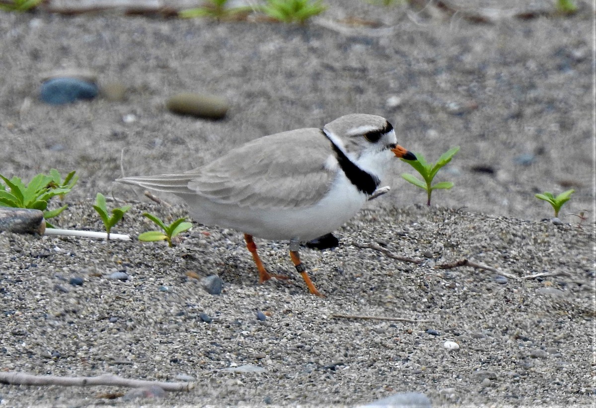 Piping Plover - ML454303521