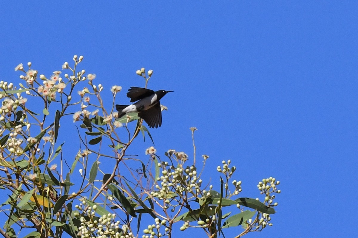 Black Honeyeater - ML454304101