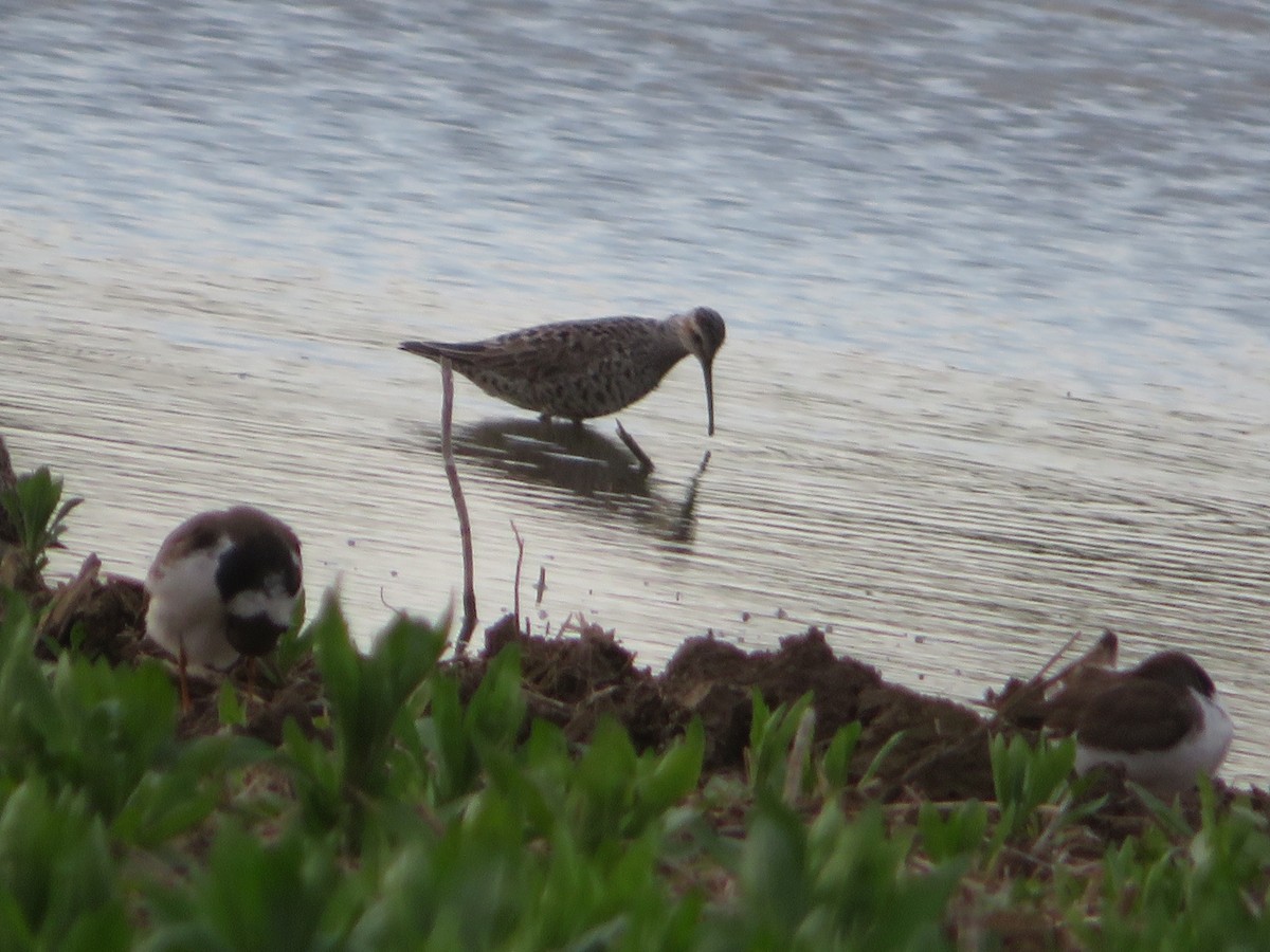 Stilt Sandpiper - Christine Stanke