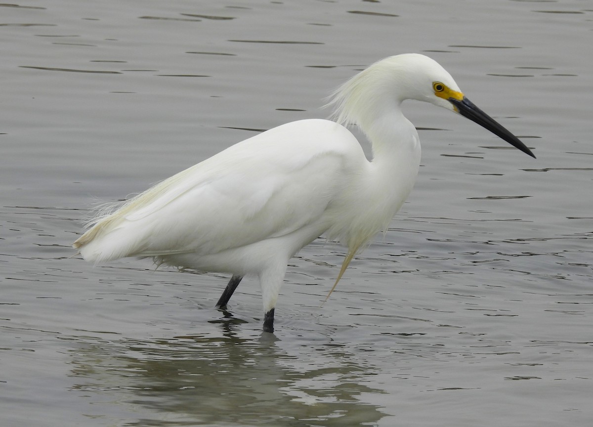 Snowy Egret - ML454305131