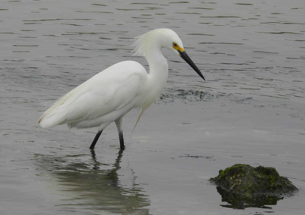 Snowy Egret - ML454305141