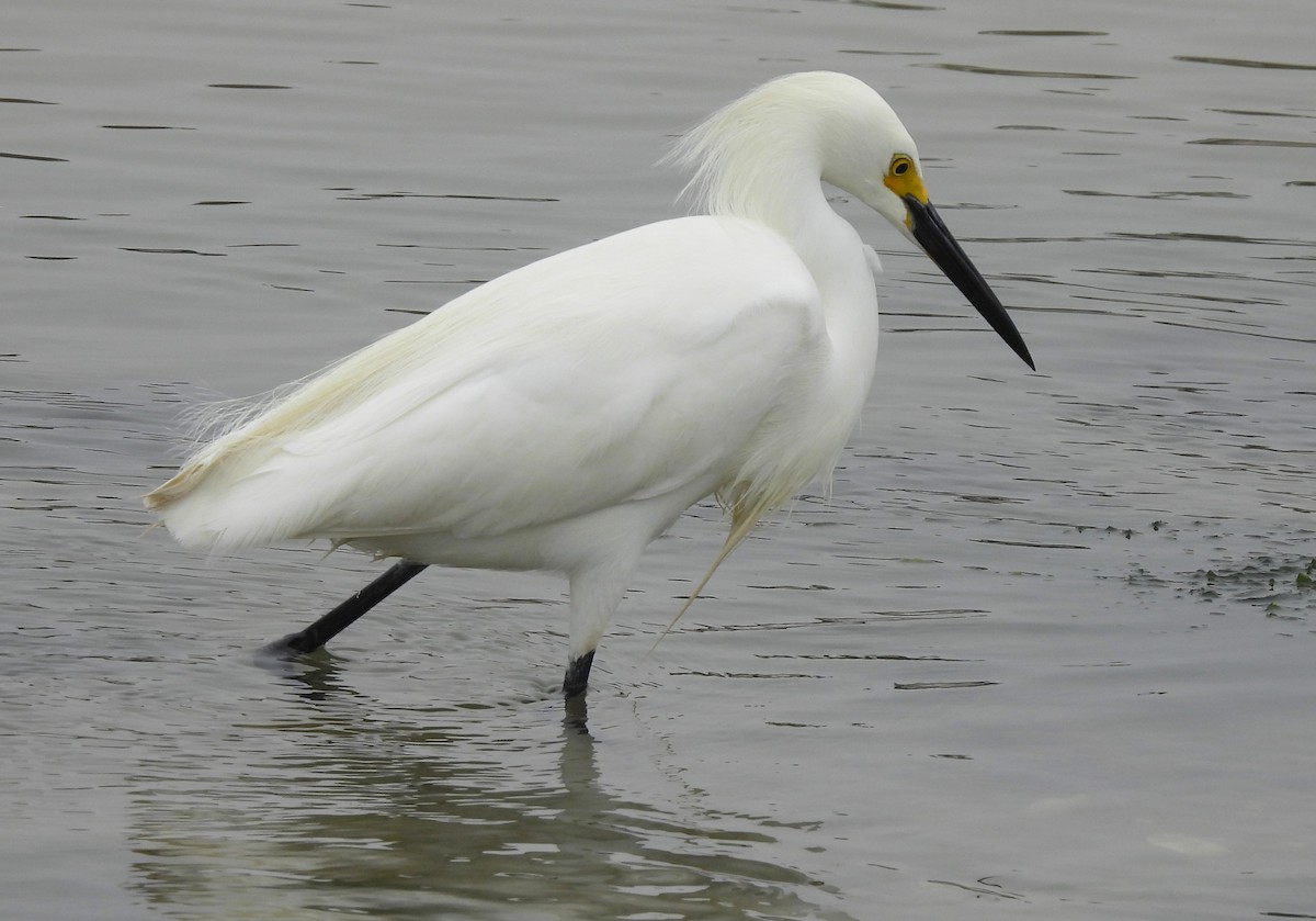 Snowy Egret - ML454305151