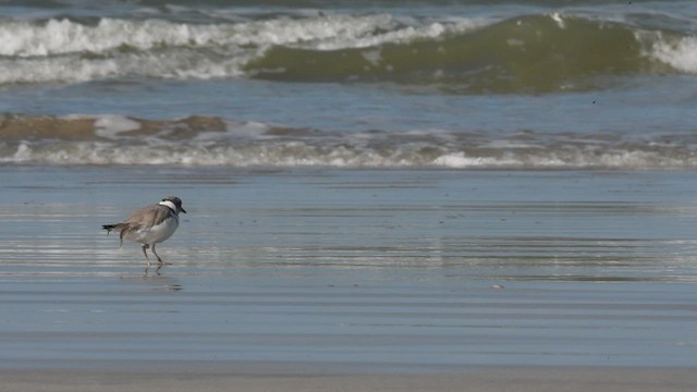 Hooded Plover - ML454305981