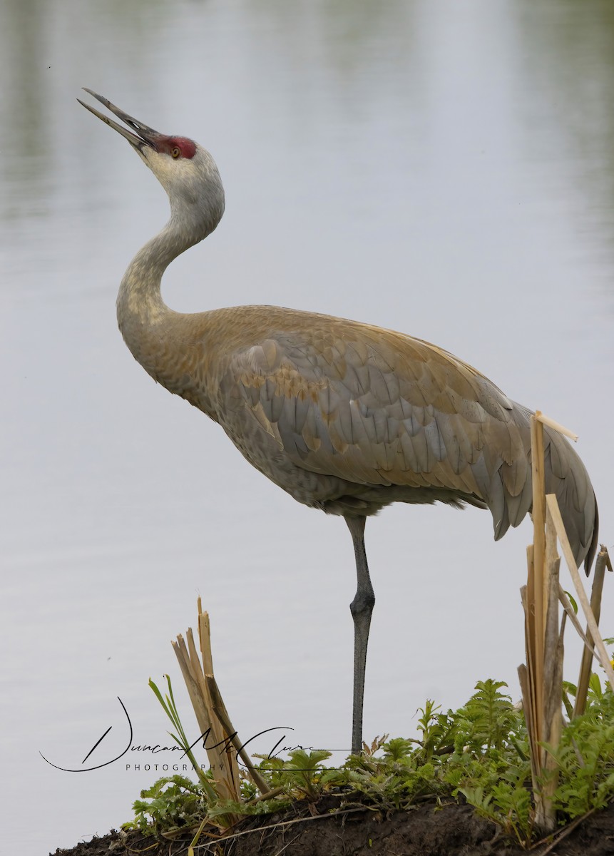 Sandhill Crane - ML454306401