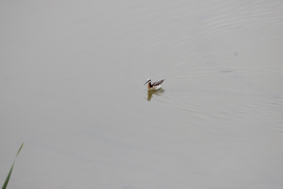Wilson's Phalarope - ML454306551