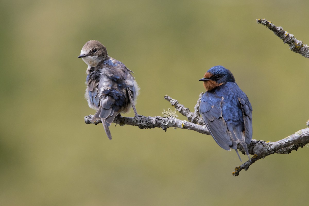 Barn Swallow (American) - ML454307191