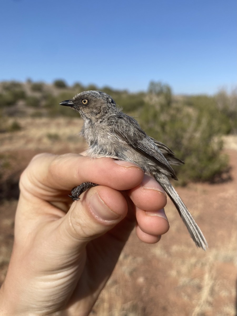 Bushtit - ML454307281