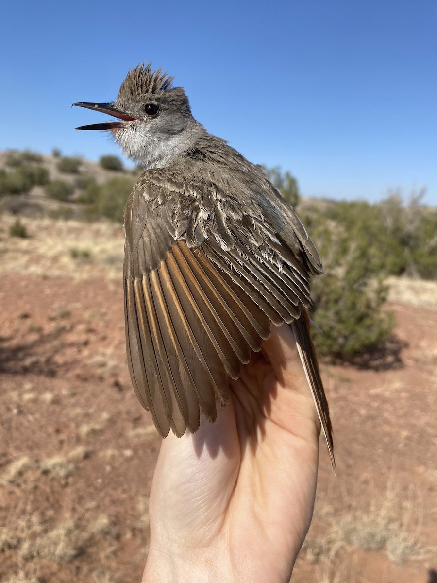 Ash-throated Flycatcher - ML454307311