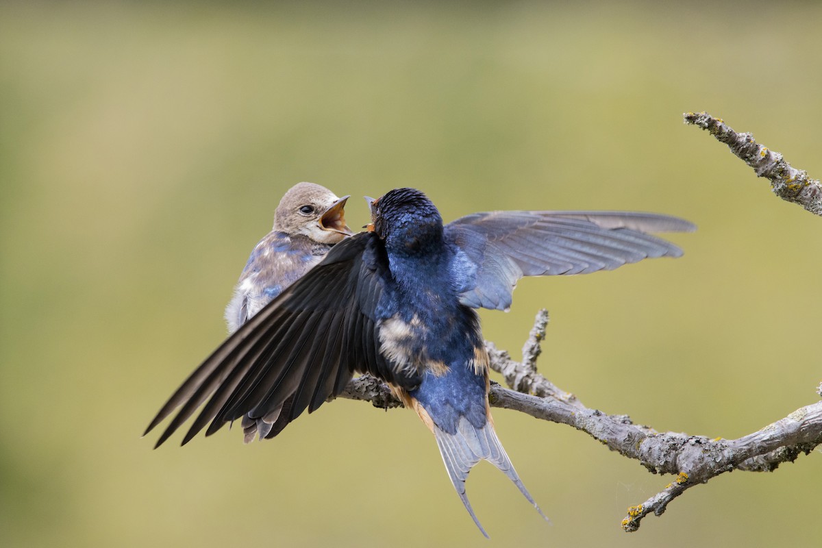 Barn Swallow (American) - ML454307561
