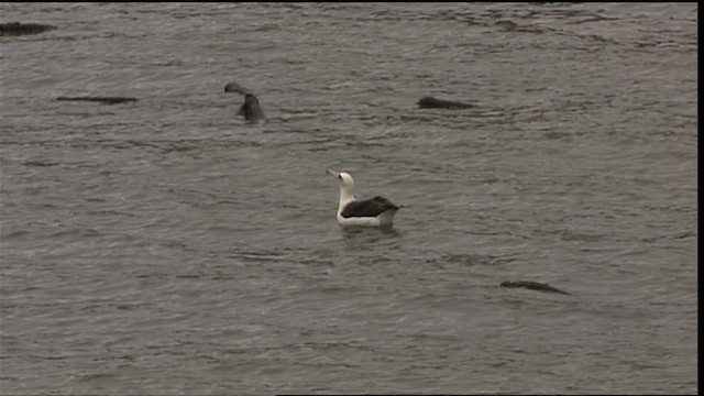 laysanalbatross - ML454308