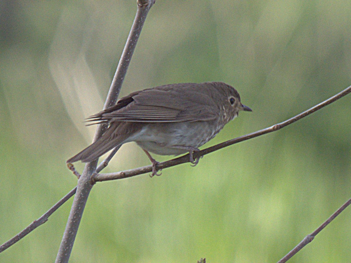 Swainson's Thrush - Rob Worona