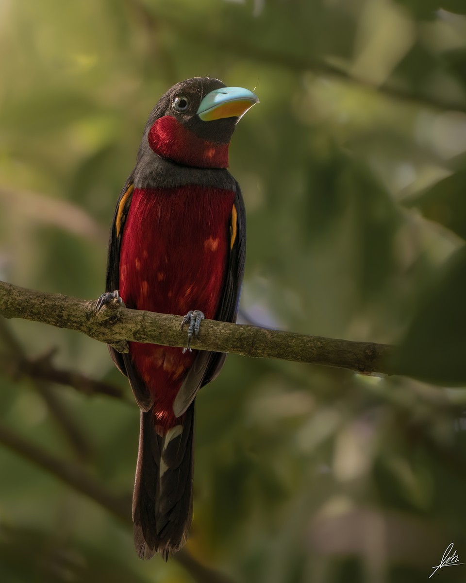 Black-and-red Broadbill - ML454308731
