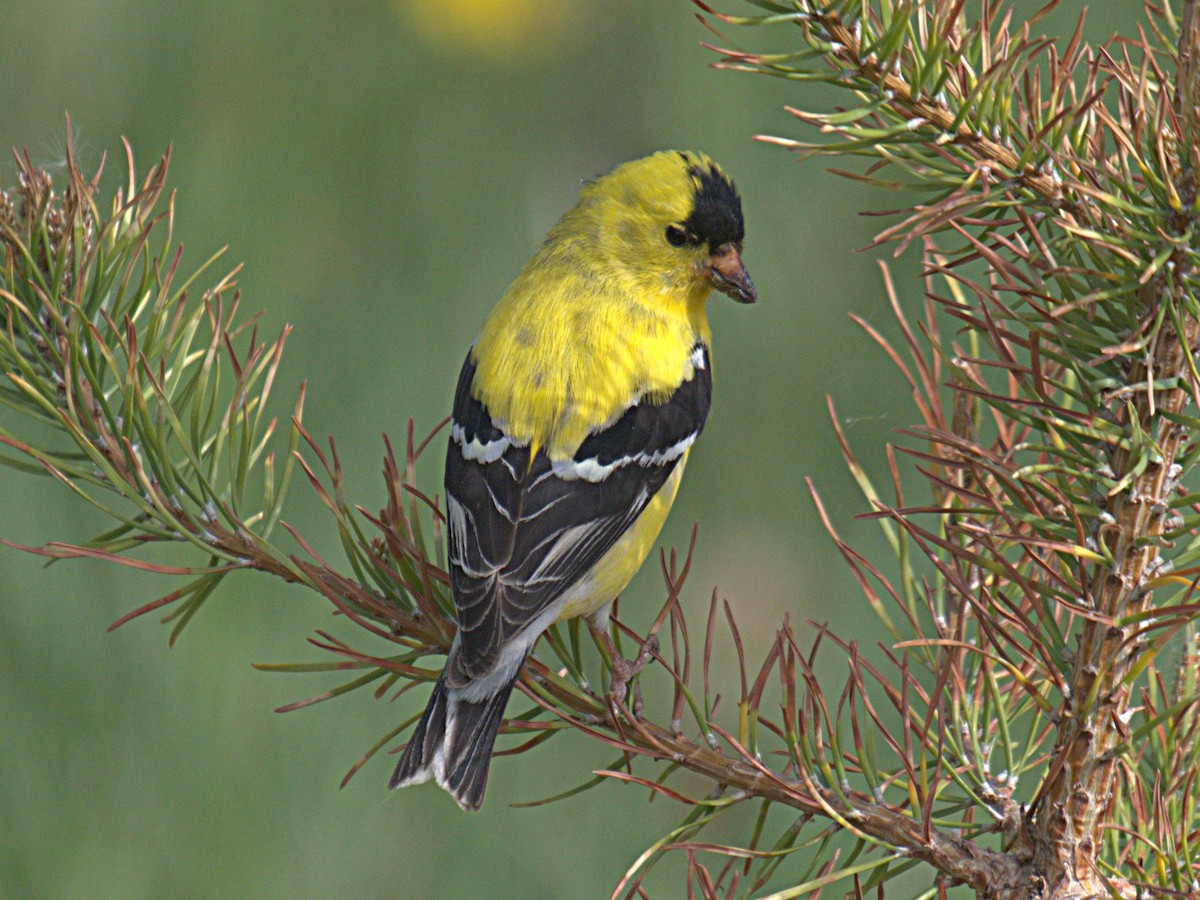 American Goldfinch - Rob Worona