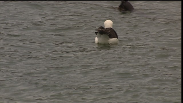 laysanalbatross - ML454310