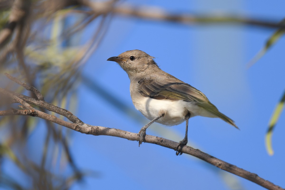 Gray Honeyeater - ML454310461