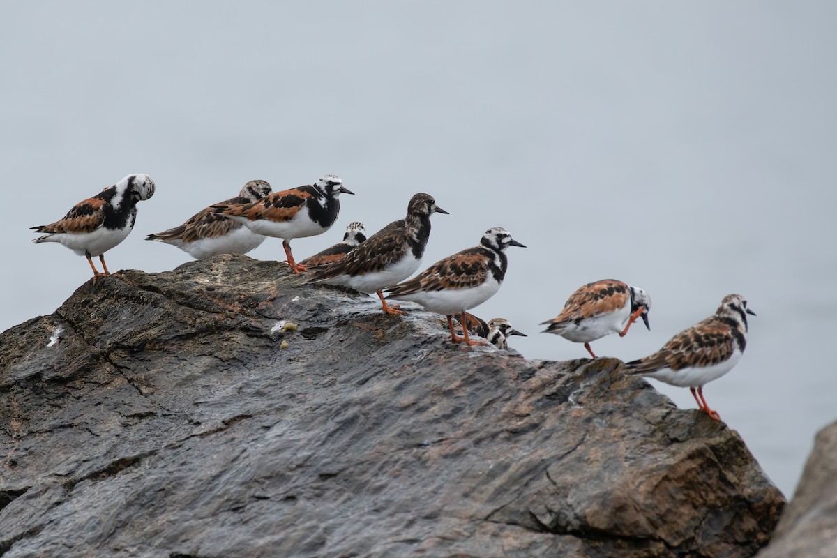 Ruddy Turnstone - ML454310991