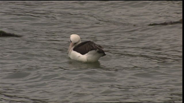 laysanalbatross - ML454311