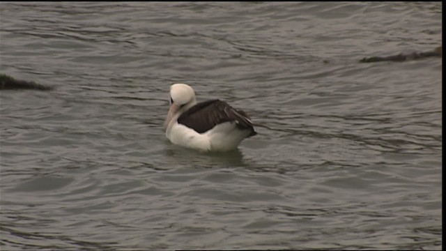 Laysan Albatrosu - ML454311