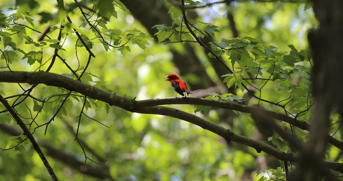 Scarlet Tanager - ML454311581