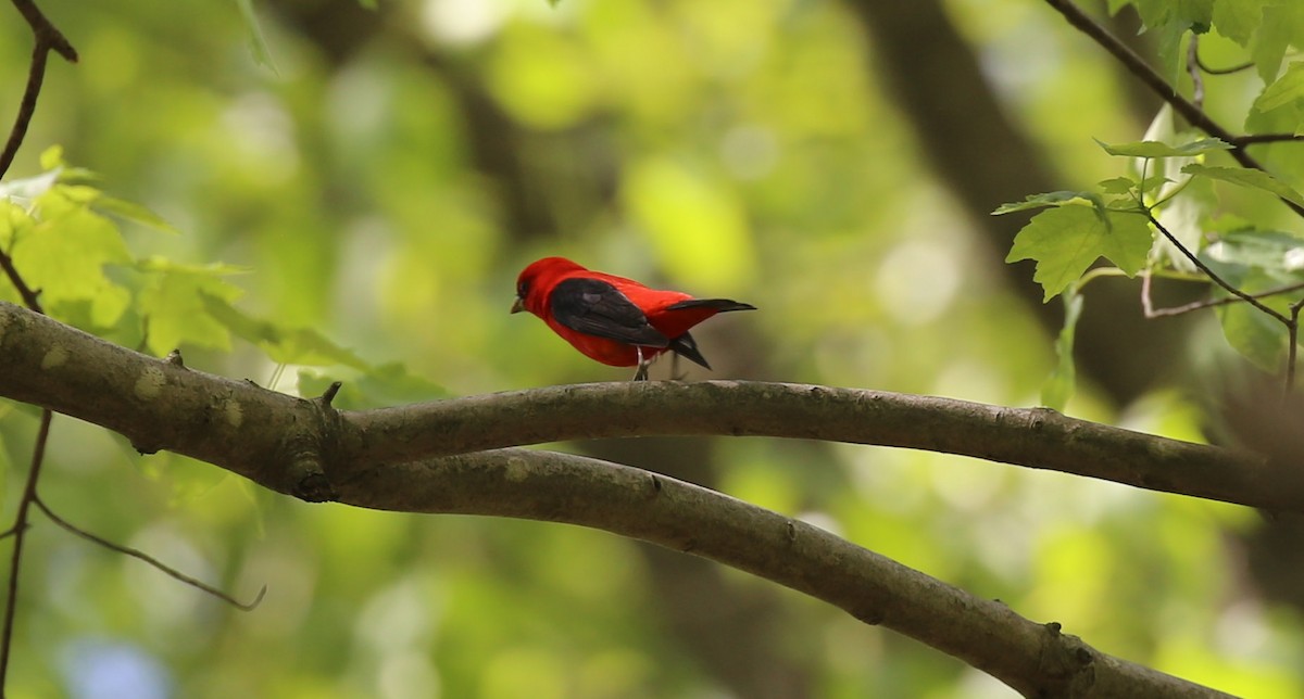 Scarlet Tanager - ML454311711