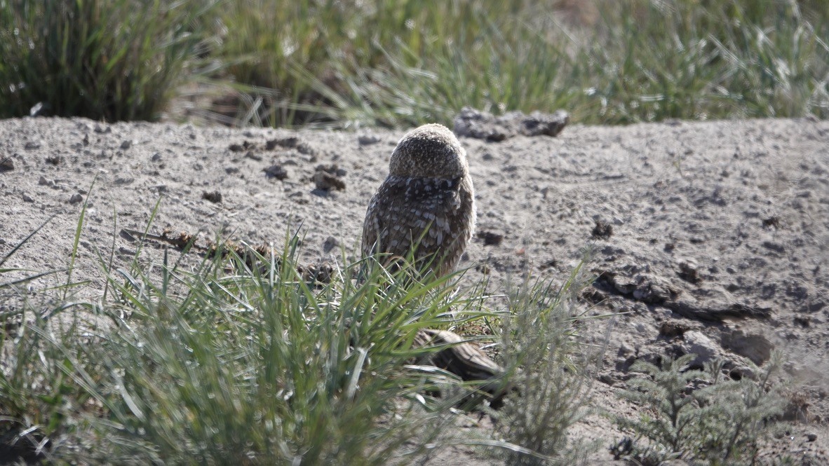 Burrowing Owl - Wink Gross