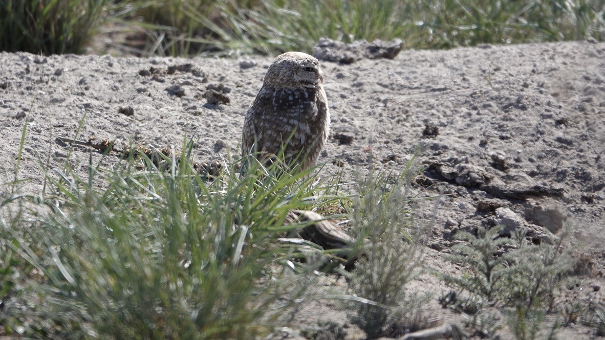 Burrowing Owl - Wink Gross