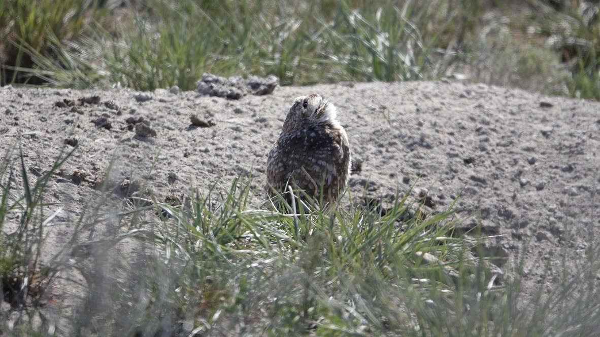 Burrowing Owl - Wink Gross